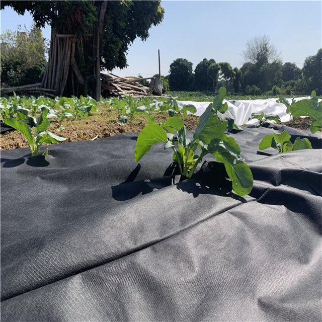 Agricultural non woven spunbond 3%UV resistant nonwoven fabric 