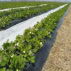 2021 hot sale weed control nonwoven fabric,agriculture cover 100%pp spunbond nonwoven fabric