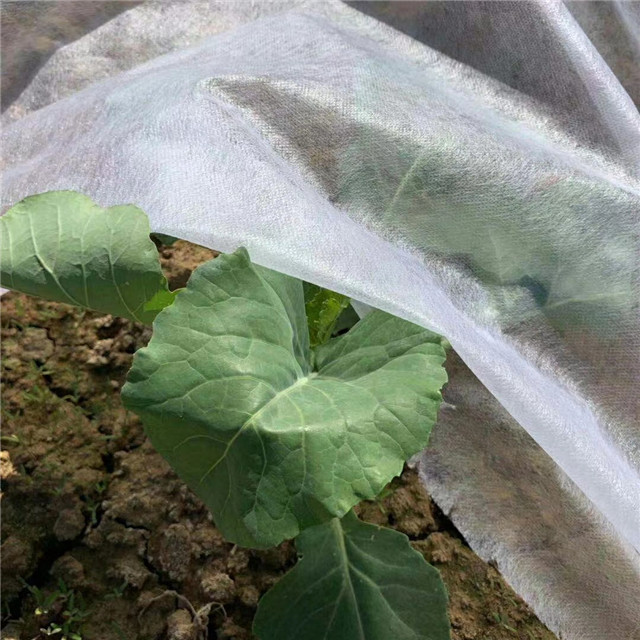  Product Black /white Color PP Non-woven Fabric for Agriculture Weed Control