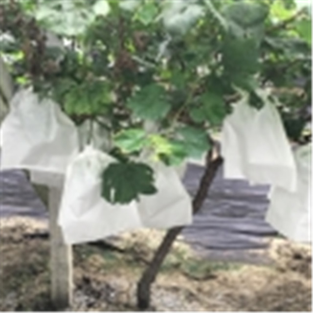 Cheap Price Polypropylene Spunbond Nonwoven Fabric for Pp Nonwoven Agriculture Banana Bag Manufacture