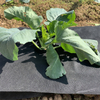 Agriculture Nonwoven Weed Control Landscape Nonwoven Fabric Weedcheck Weed mat