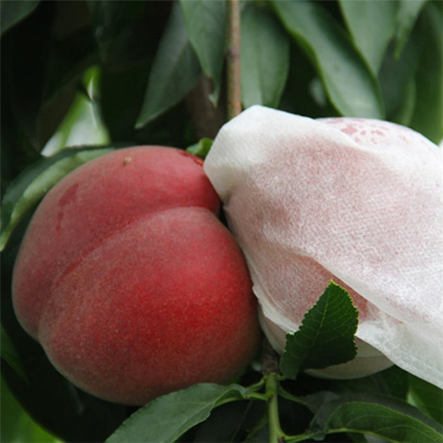 17gsm Disposable PP Spunbonded Nonwoven Fabric Agriculture Banana Bag
