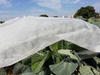 Pp Agricultural Nonwoven Fabric Anti UV Treated Pp Non Woven Crop Row Cover 