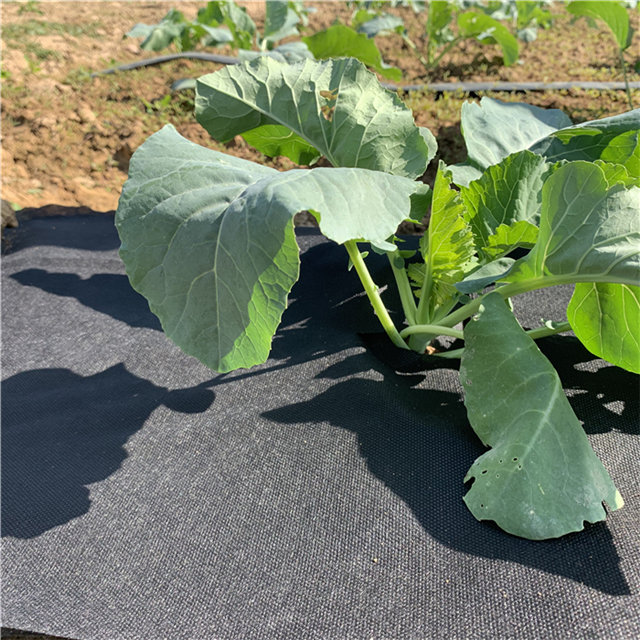 UV protect agriculture pp spunbond nonwoven fabric