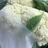 Pp Agricultural Nonwoven Fabric Anti UV Treated Pp Non Woven Crop Row Cover 