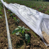 Agriculture cover with UV1%-5% PP spunbond non woven fabric