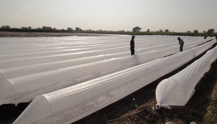 China Sunshine Company Recommend 60g 1m*50m Roll Pp Nonwoven Fabric for Agriculture 